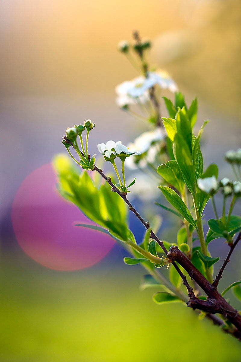 Close-up of a garland spirea bush twig against a backdrop of a magenta-red and blue circular light resembling the setting sun.