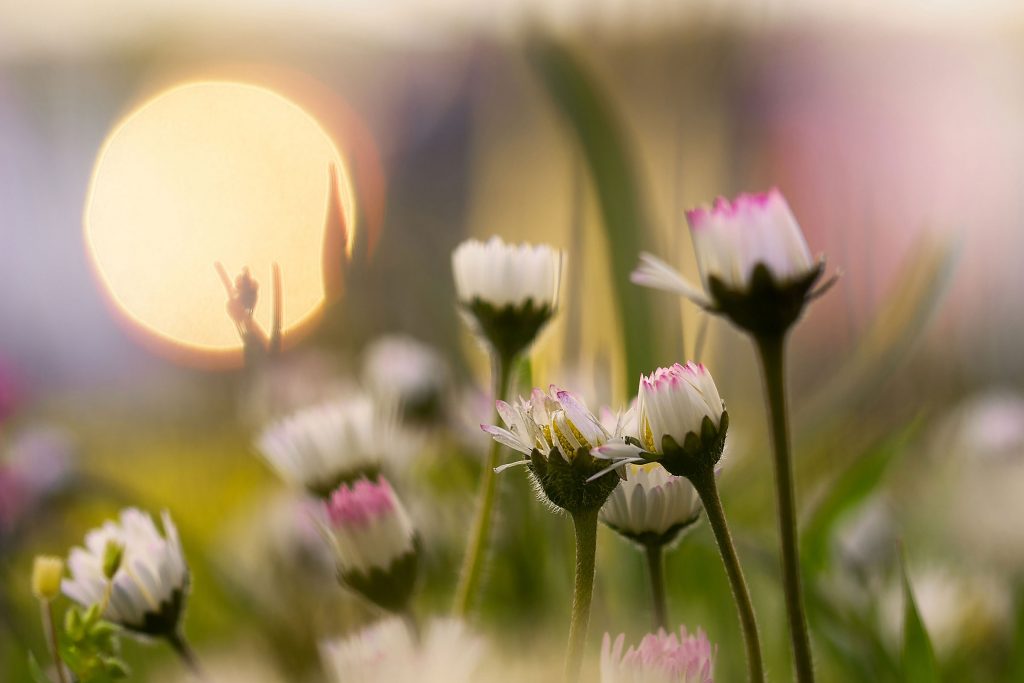 Group of daisies with white petals and pink tips, with the golden sun in the left side background.