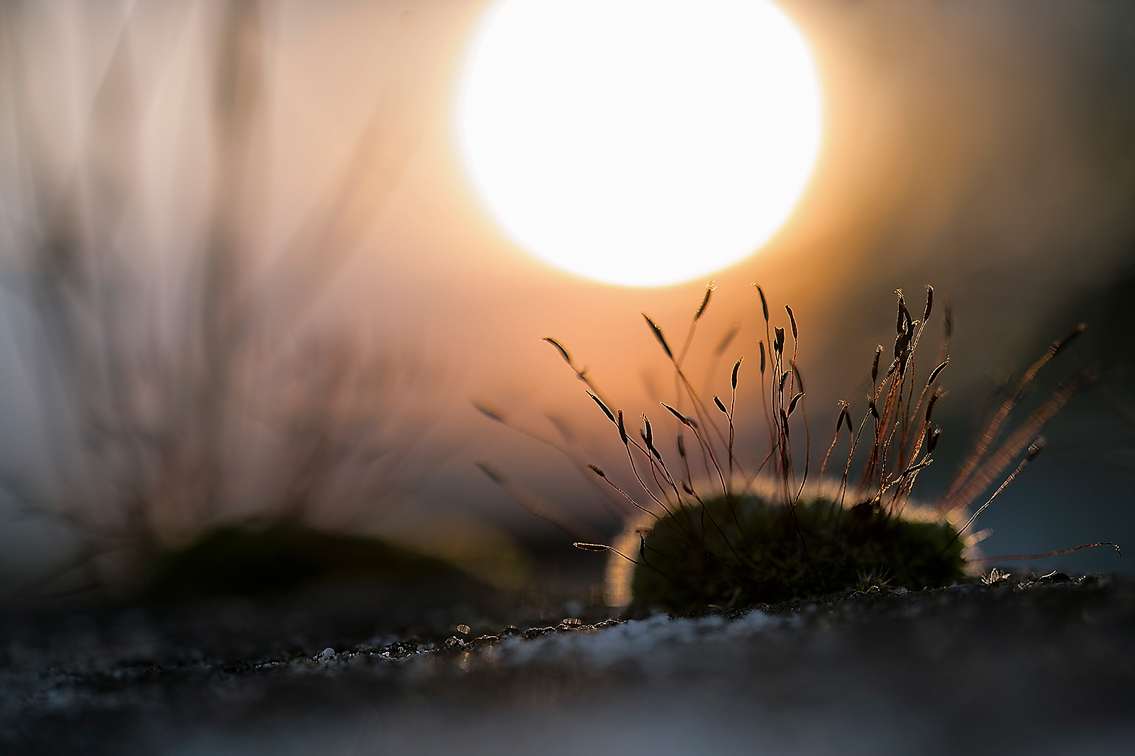 Close-up macro photograph of Tortula muralis moss, commonly known as wall-screw moss, with hair-pointed spikes well seen. The burning sun is visible in the background, while it sets, casting a light orange glow across the sky. Another patch of moss is seen in the background bokeh.