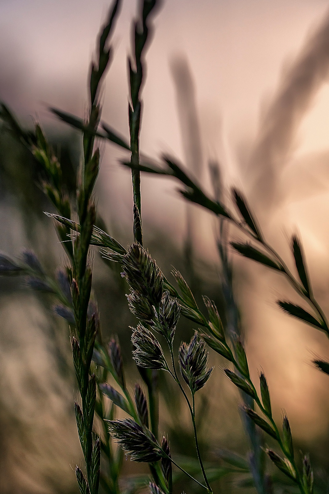 Macro close-up photograph of meadow grass in evening light, featuring Elymus repens (couch grass) and Dactylis glomerata (orchard grass). Soft, warm light bathes the scene as evening sets in, creating a beautifully composed photograph.