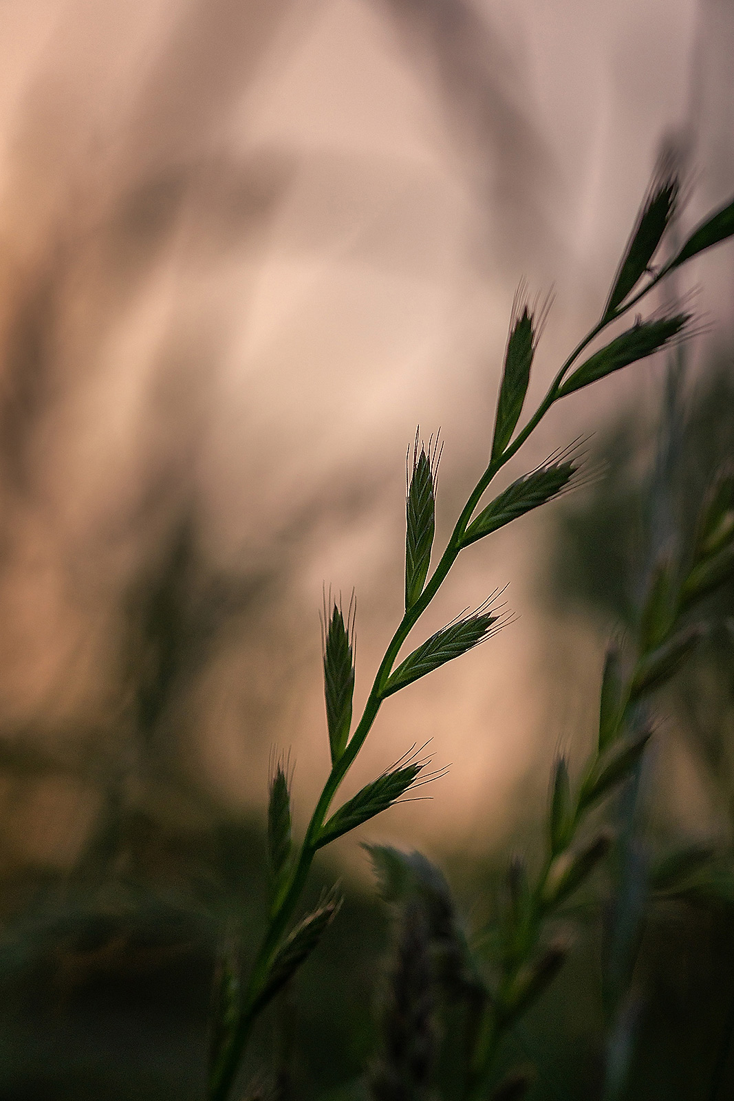 Macro close-up photograph of meadow grass in evening light, featuring Elymus repens (couch grass). Soft, warm light illuminates the scene as evening sets in, creating a beautifully composed photograph.