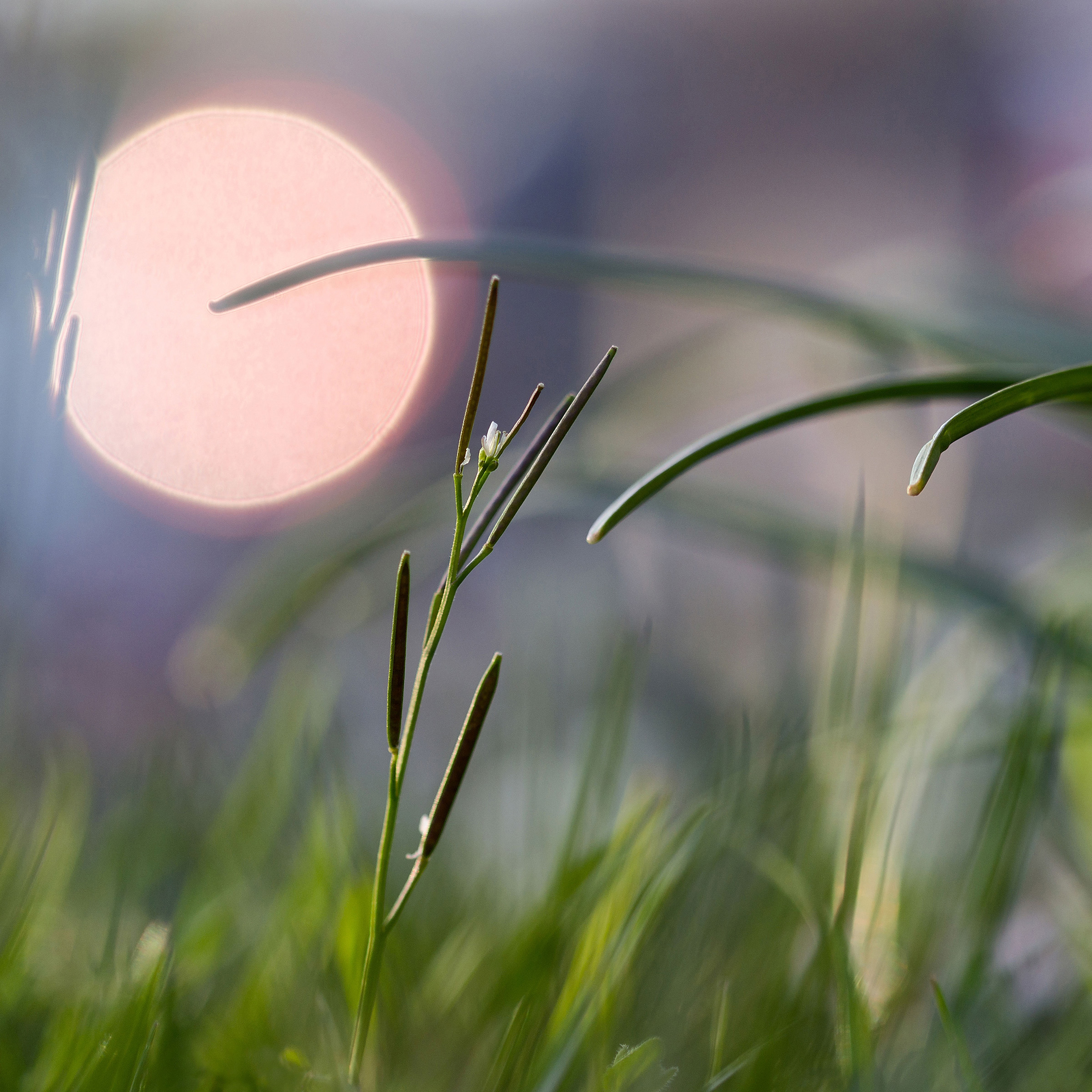 Close-up of a budding Cardamine pratensis flower amidst swaying grass blades under a red circular sun and purple evening sky.