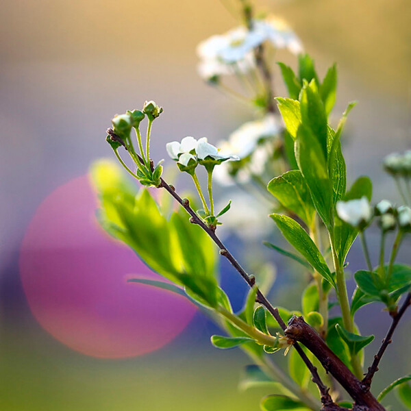 Capturing the ephemeral beauty of nature's transition, 'NOONDAY DEPARTURE' immerses us in the intricate details of a garland spirea bush twig against a backdrop of twilight hues. A mesmerizing blend of colors hints at the departure of day, inviting us to embrace the magic of dusk. Close-up of a garland spirea bush twig against a backdrop of a magenta-red and blue circular light resembling the setting sun.