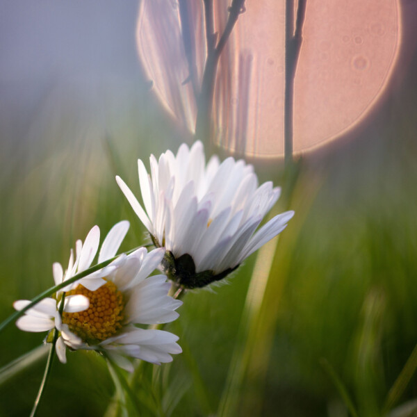 In the quiet serenity of twilight, 'delicate bliss' unfold, where two white daisies stand as silent witnesses to the fading light. As the sun dips below the horizon, their pure petals radiate an ethereal glow, casting a spell of enchantment over the landscape. Two white daisy flowers in bloom against a backdrop of a setting sun and a purple sky.