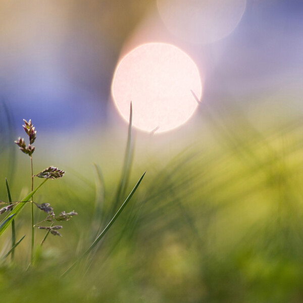 Capture the fleeting beauty of nature with 'ephemeral twilight whisper.' This close-up photograph showcases a single strand of Dactylis glomerata grass, delicately illuminated by the setting sun. As the sky transitions into hues of purple and blue, the grass blades sway gently in the wind, creating a serene and enchanting scene. Close-up of Dactylis glomerata grass strand against a backdrop of a setting sun, with purple and blue hues in the sky.