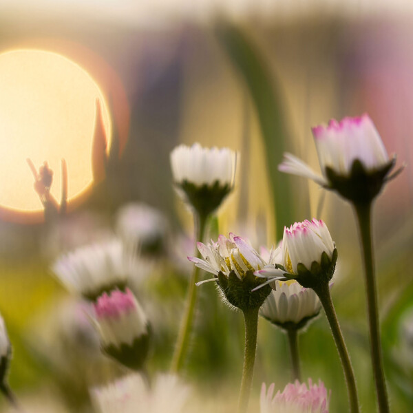 In the soft light of dusk, 'faintly sweet' unveils a scene of delicate beauty, where daisies blush with pink tips under the golden gaze of the setting sun. As day gracefully transitions into night, these blooms whisper tales of innocence and grace, painting the evening sky with their quiet charm. Group of daisies with white petals and pink tips, with the golden sun in the left side background.