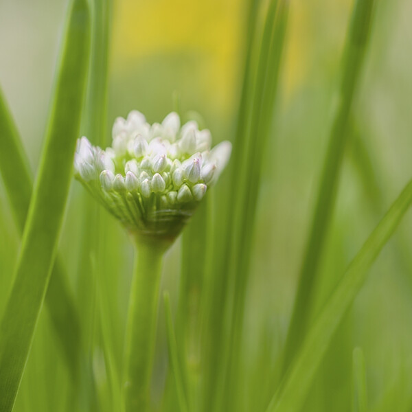 A solitary figure in nature's tapestry, 'innocence' captures the essence of simplicity and purity with a lone Allium tuberosum flower gracing the lush green meadow of spring. Amidst the vibrant dance of life, this delicate bloom stands as a testament to the beauty of innocence. Solitary Allium tuberosum flower standing amid lush green meadow in spring.