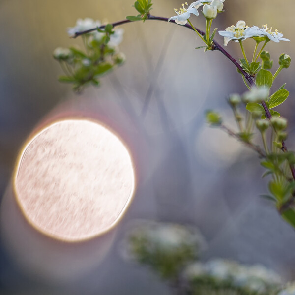 As the midday sun casts its gentle glow upon a tapestry of delicate blooms, 'Midday Witness' captures the serene beauty of nature in full bloom. Against a canvas of vibrant hues, the scene unfolds with tranquil grace, inviting us to pause and bear witness to the timeless dance of light and color. Close-up of a twig branch with flowering blooms against a backdrop of a white and yellow sun with purple and yellow hues in the sky.