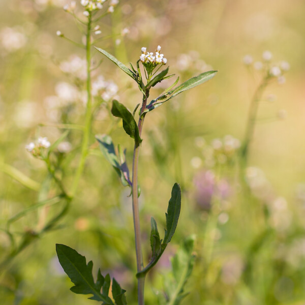 A symphony of light and movement unfolds in 'They who dance,' as a solitary Lepidium virginicum flower blooms gracefully amidst the sun-drenched meadow. With blurred figures in the background, nature's dance comes alive in this enchanting scene. Lepidium virginicum flower in full bloom, with blurred background resembling dancing figures.