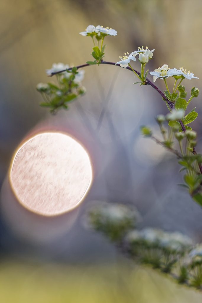 Close-up of a twig branch with flowering blooms against a backdrop of a white and yellow sun with purple and yellow hues in the sky.